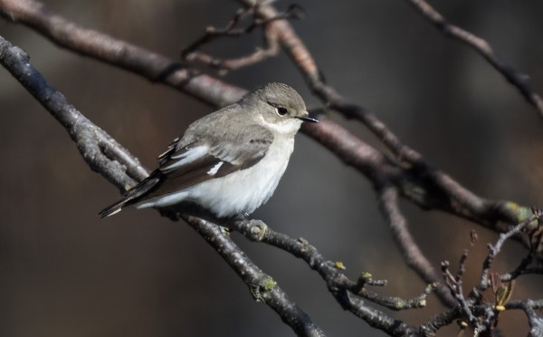 TYYPILLISEN HARMAA NAARAS SEPELSIEPPO LÖYTYI MEIDÄN PIHAN NURKALTA