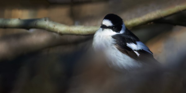 SEPELSIEPPO LYMYILEE SAUNALAHDEN PUSKISSA
