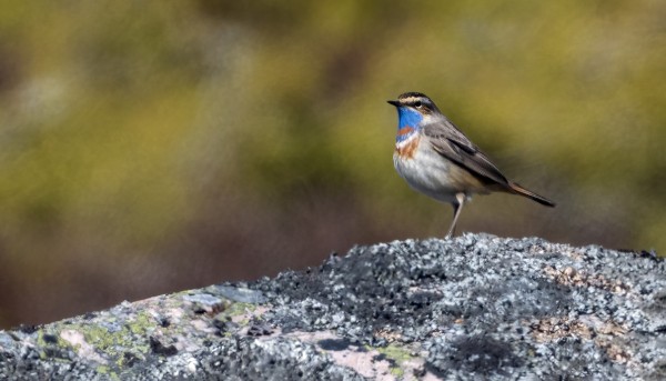 SINIRINNAT OVAT SAAPUNEET