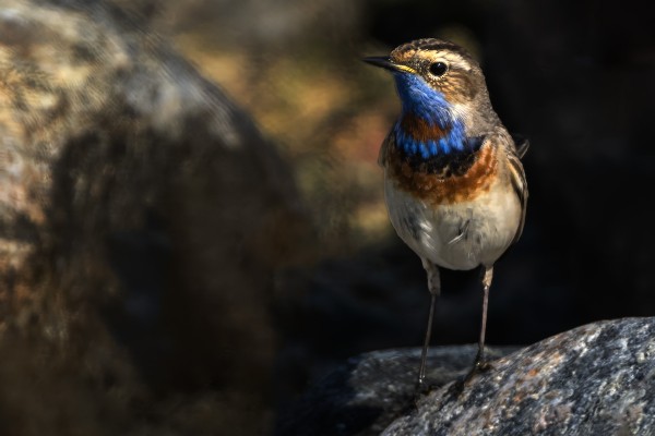 SINIRINTOJEN PÄÄMUUTTO ON NYT