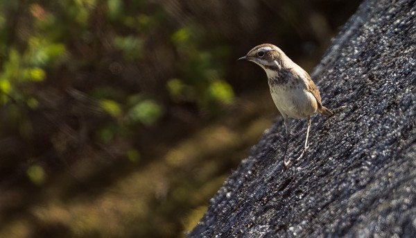 NAARAS SINIRINTA MEIDÄN PIHALTA