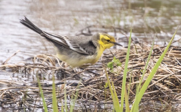 UUSI SITRUUNAVÄSTÄRÄKKI NAARAS