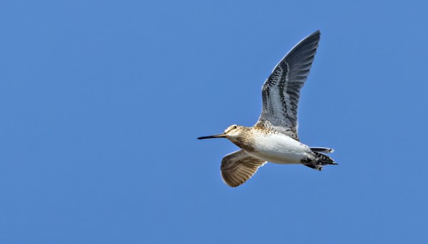 1-2 PARIA TAIVAANVUOHIA PESII ITÄNIITYLLÄ