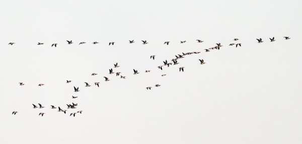 TÄNÄÄN MUUTTI UTÖLÄISITTÄIN KOHTALAISESTI VALKOPOSKIHANHIA, PÄÄJOUKOT MENEVÄT TOKI IDEMPÄÄ