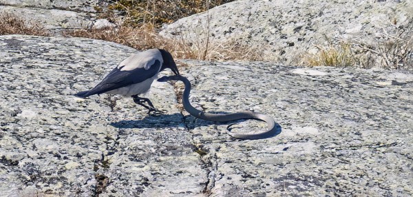 VARIS TAPPOI RANTAKÄÄMEEN (Kuva: Outi Sarjakoski)