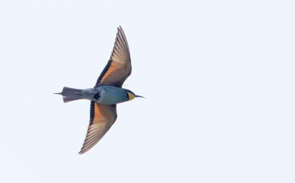 VARESVUON MARKUKSEN OTTAMA KUVA PÄIVÄN TOISESTA MEHILÄISSYÖJÄSTÄ, KIITOS KUVASTA MARKUKSELLE!