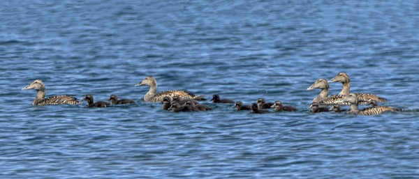 HAAHKANPOIKASIA KUORITUI ILAHDUTTAVASTI VÄHÄN EDELLISVUOSIA ENEMMÄN