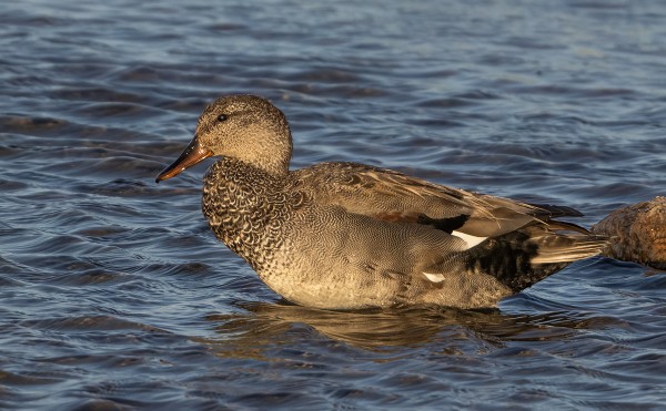 HARMAASORSIA PESII SAARESSA ILMEISESTI KAKSI PARIA