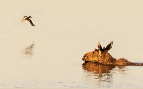 TÄSSÄ VIELÄ MIELESTÄNI KIINNOSTAVIN HIRVIKUVA