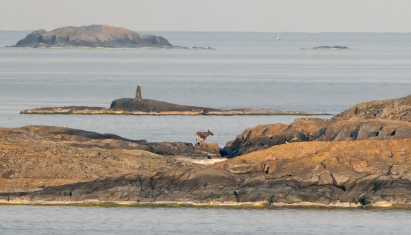 HIRVI RÖDSKÄRILLÄ, N. 2 KM UTÖSTÄ