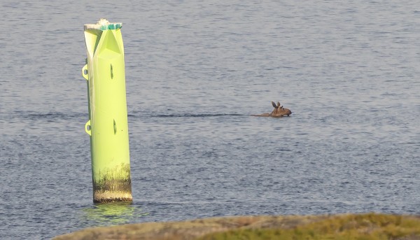 ..JA UIMASSA PATTERINIEMEN POIJUN OHI