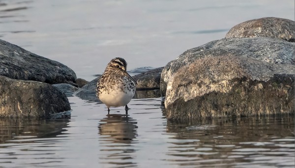 JÄNKÄSIRRIÄISIÄ ON OLLUT LIKI PÄIVITTÄIN ITÄRANNALLA