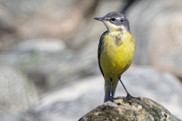 KELTAVÄSTÄRÄKKI JA PENSASTASKU VIIHTYVÄT ITÄNIITYLLÄ - TAITAVAT PESIÄ NEKIN