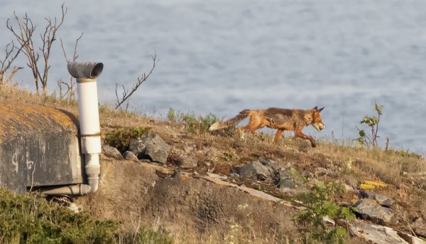KETULLA ILMEISESTI HAAHKANMUNA SUUSSA