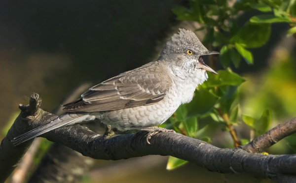 VANHA KOIRAS KIRJOKERTTU LAULAA AHKERASTI KYLÄN LÄNSIPÄÄSSÄ