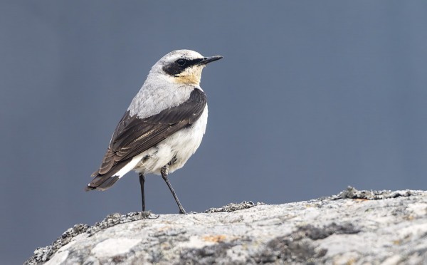 KIVITASKU ON SAAREN YLEISIMPIÄ LINTUJA