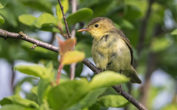KULTARINTA ALKAA OLLA JO VÄHÄN RÄHJÄISEN NÄKÖINEN