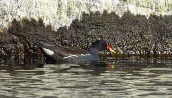 LIEJUKANA ON MELKO HARVINAINEN UTÖSSÄ