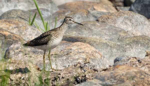 LIROJA ON JO SYYSMUUTOLLA