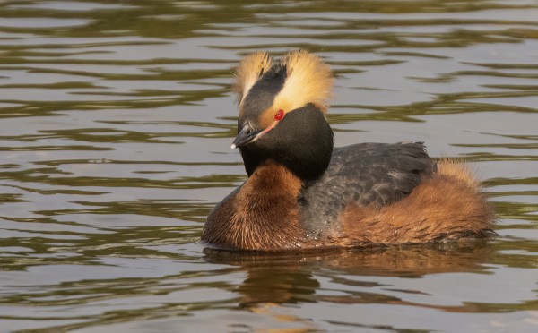 MUSTAKURKKU-UIKKUJA PESII KAKSI PARIA
