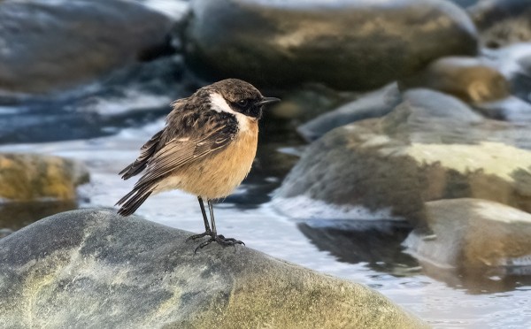 MUSTAPÄÄTASKUKIN NÄHTIIN JO MAALISKUUSSA