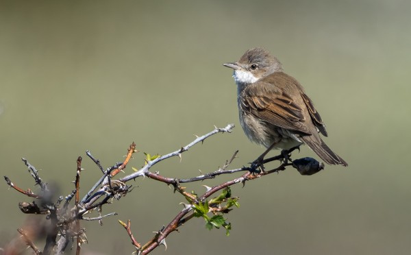 PENSASKERTTU ON UTÖN EHKÄ YLEISIN VARPUSLINTU