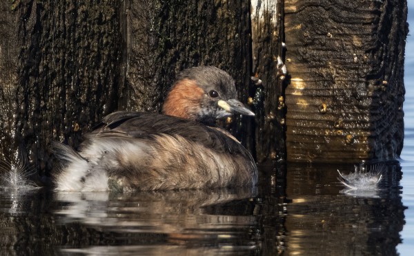 PIKKU-UIKKU VIIHTYI KYLÄN SATAMASSA YLI 2 KUUKAUTTA