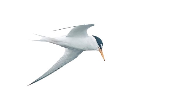 TOINEN ITÄRANNAN PIKKUTIIROISTA