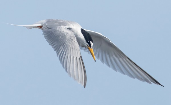 pikkutiira_12_Korppoo_06_23