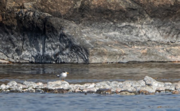 PIKKUTIIRAT VIIHTYIVÄT PITKÄÄN ITÄRANNALLA