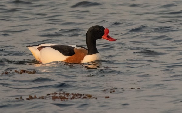 RISTISORSAKOIRAS ITÄRANNAN ILTAVALOISSA