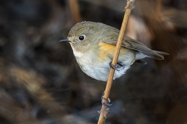 SUOMEN KAIKKIEN AIKOJEN AIKAISIN SINIPYRSTÖ SAAPUI JO MAALISKUUSSA