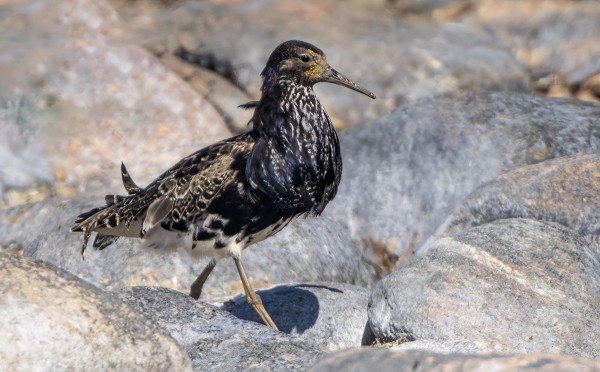 TÄNÄÄN RANNALLA OLI EKA ETELÄÄN MATKAAVA SUOKUKKOKOIRAS