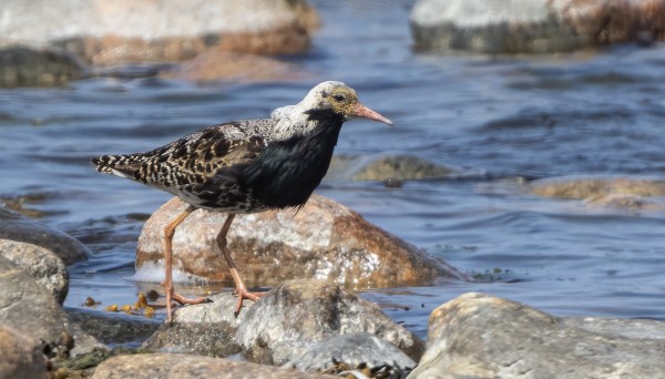 SUOKUKKOJA ON NÄKYNYT MELKEIN JOKA PÄIVÄ