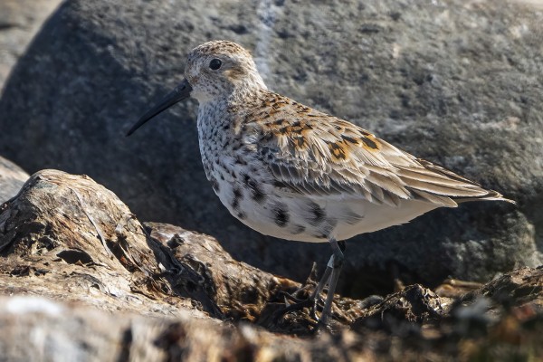 TÄLLAISESSA VAIHTOPUVUSSA OLEVA SUOSIRRI NÄHTIIN TÄNÄÄN, ALU-RENGAS NÄKÖJÄÄN JALASSA