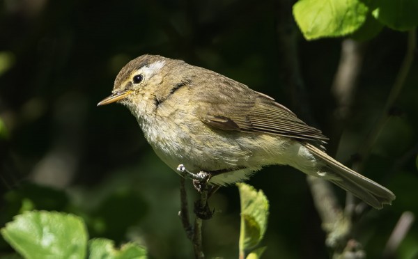 tiltaltti_01_Korppoo_06_23