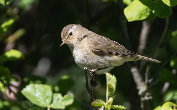 tiltaltti_02_jtenovuo