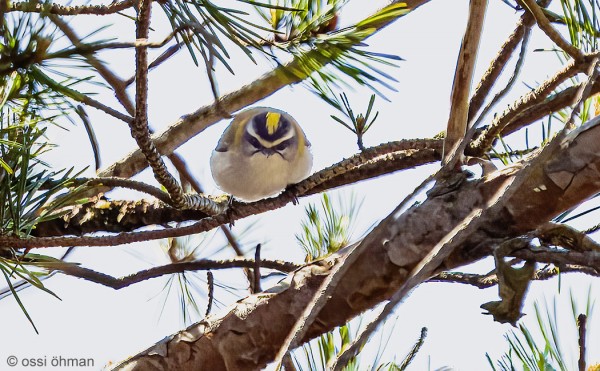 GAMLA POSTENILTA LÖYTYNYT TULIPÄÄHIPPIÄINEN. KIITOS KUVASTA OSSI ÖHMANILLE!