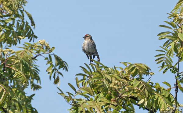 URPIAINEN PESINEE TAAS SAARESSA (Kuva: Outi Sarjakoski)