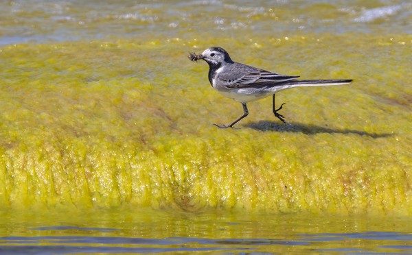 VÄSTÄRÄKIT RUOKKIVAT POIKASIA MONIN PAIKOIN