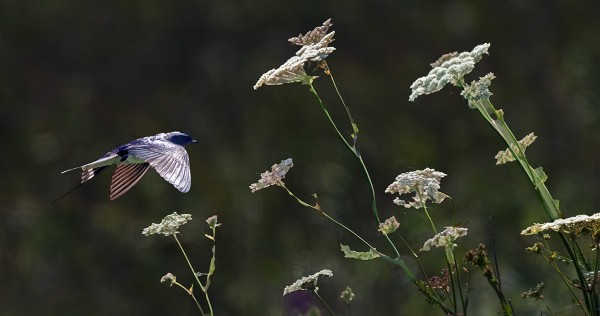 TUULISELLA SÄÄLLÄ HAARAPÄÄSKYT SAALISTELEVAT TOSI MATALALLA