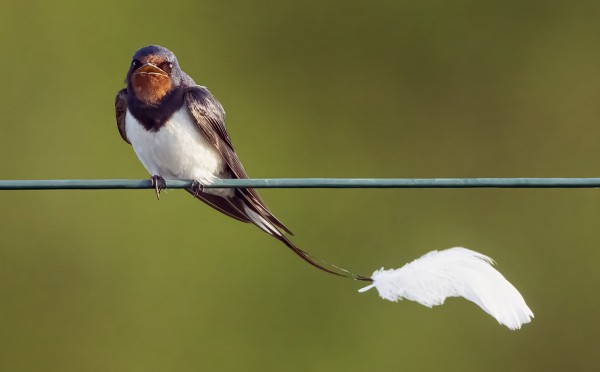 KYLÄN SATAMASSA ON JO USEITA PÄIVIÄ OLESKELLUT HAARAPÄÄSKY, JONKA PYRSTÖJOUHIIN ON TARTTUNUT ISO VALKOINEN SULKA. LISÄÄ KUVIA "UUSIMMAT"-KANSIOSSA.