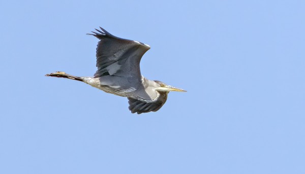 HARMAAHAIKAROITA TULI TÄNÄÄN USEAMPIA