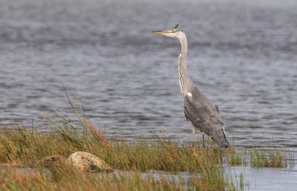 HARMAAHAIKAROITA NÄKYY SILLOIN TÄLLÖIN, TÄMÄ TÄNÄÄN