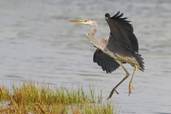 HARMAAHAIKAROITA RIITTÄÄ