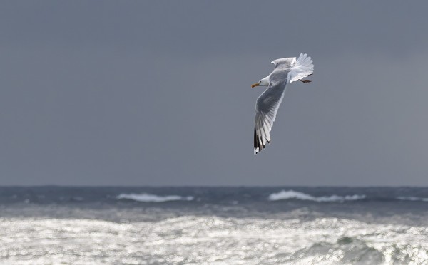 OUTIN OTTAMA HIENO HARMAALOKKIKUVA (Kuva: Outi Sarjakoski)