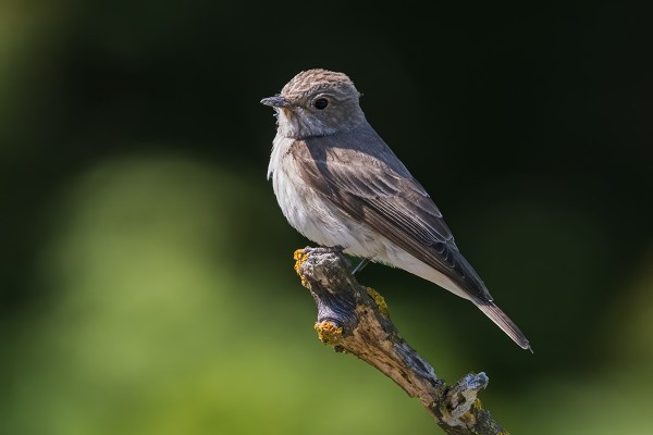 HARMAASIEPPOJA PESII PARI PARIA