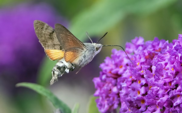 ISOPÄIVÄKIITÄJÄ MEIDÄN SYRIKASSA TÄNÄÄN