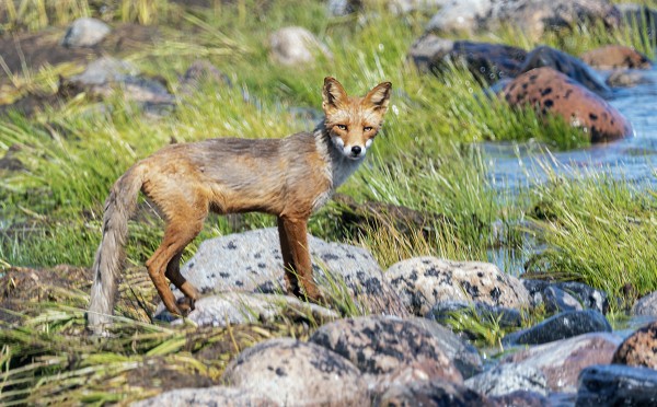 KETTU RANNALLA Kuva: Outi Sarjakoski