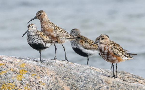 ITÄRANNALLA OLI TÄNÄÄN 2 KUOVISIRRIÄ